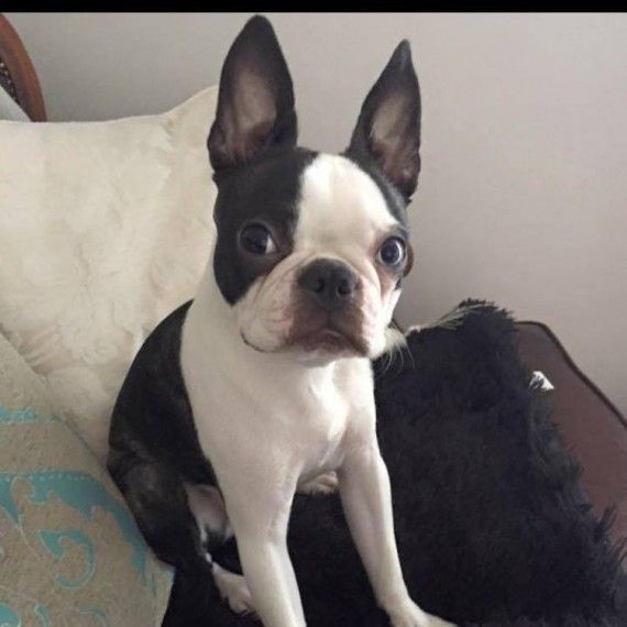 Quality Blue Boston Girl