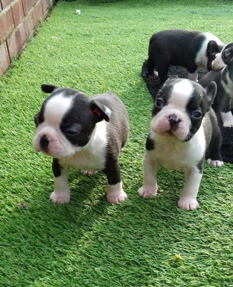 Kc Reg Stunning Boston Terrier Puppies
