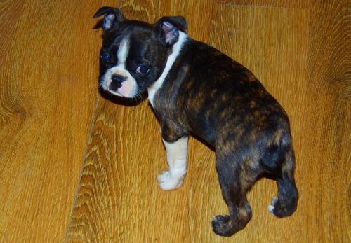 Outgoing Boston Terrier Puppies For sale. Text (***) ***-***2