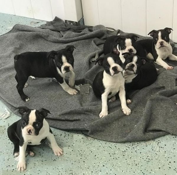 Boston Terrier Puppies!