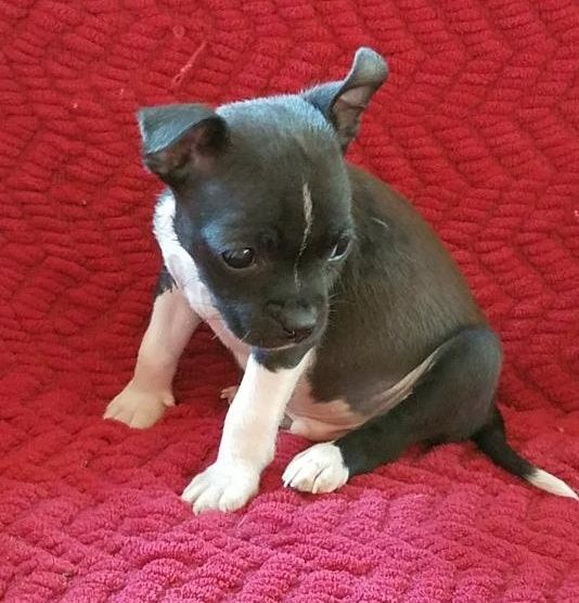 Lovable AKC Reg Boston Terrier Puppies