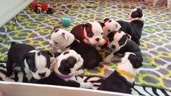 Boston terrier Puppies