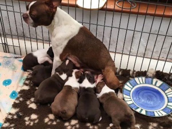 AKC Boston terrier puppies