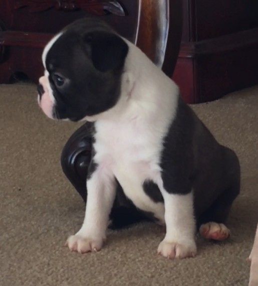 akc boston terrier puppies