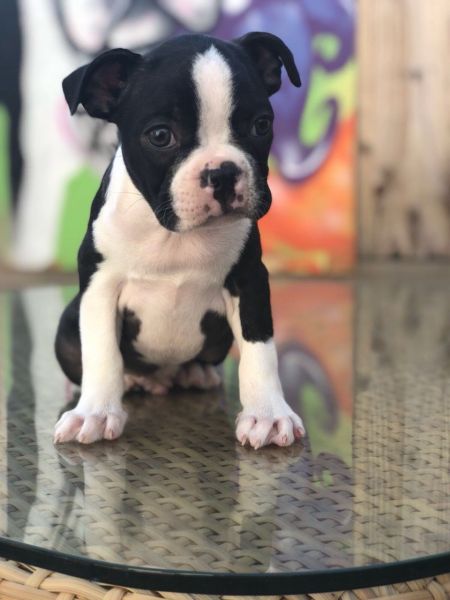 Reg Boston Terrier Puppys