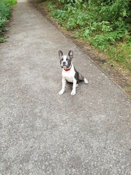 Adult Kc Registered Female