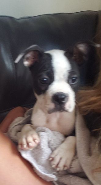 Female Boston Terrier
