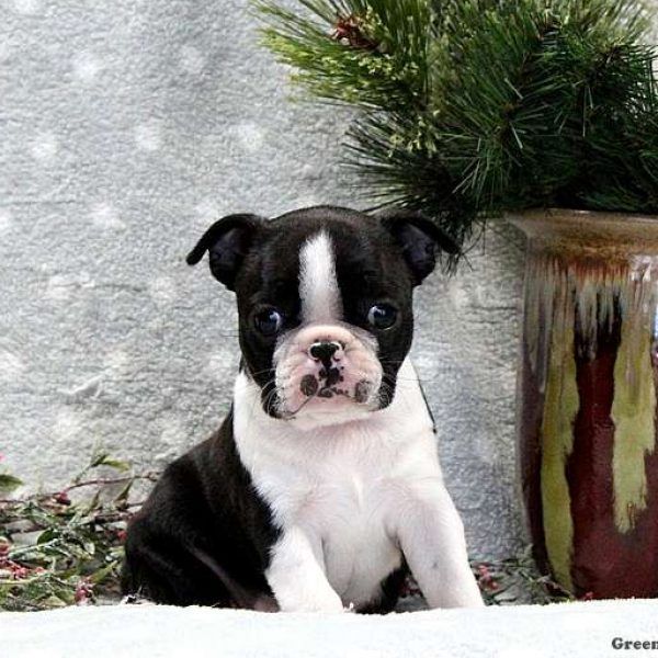 BOSTON TERRIER PUPPIES
