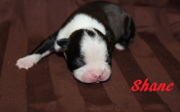 Boston Terrier Puppies