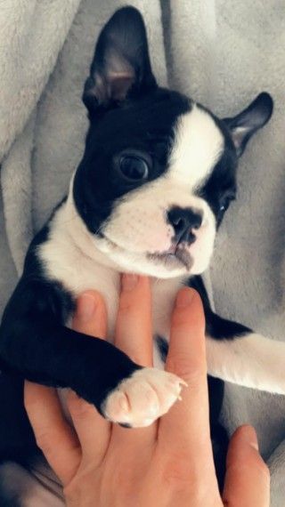 CUTE BOSTON TERRIER PUPPIES