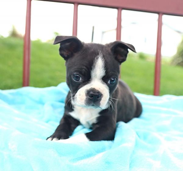 Compassionate Boston Terrier pups for sale