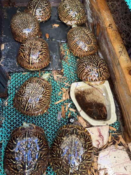 Adult desert box turtle Looking for a new home.