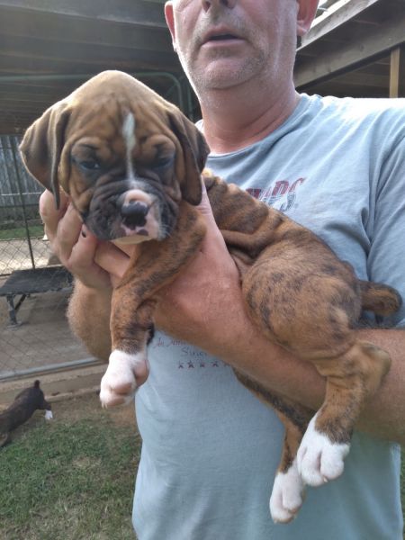 CKC BOXER PUPPIES