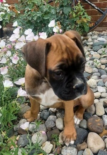 Boxer puppies available now