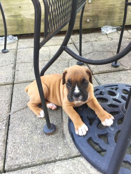 Beautiful Boxer puppy