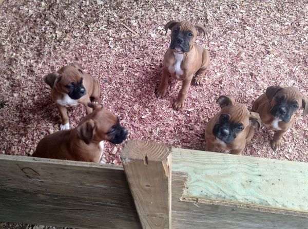 AKC Boxer Puppies