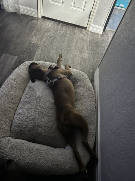 Luna is a boxer who is 1 year old