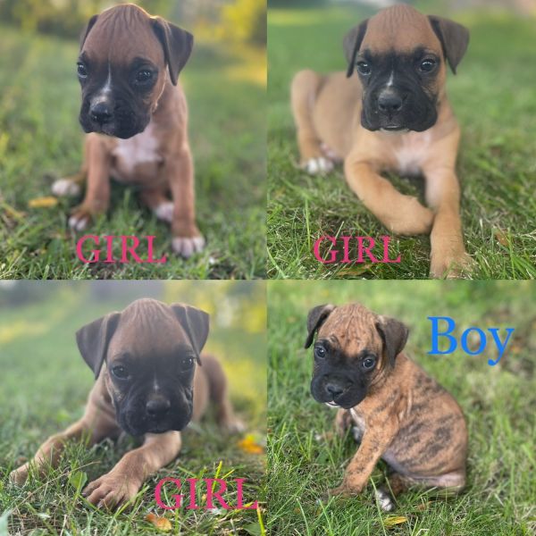 Boxers Puppies