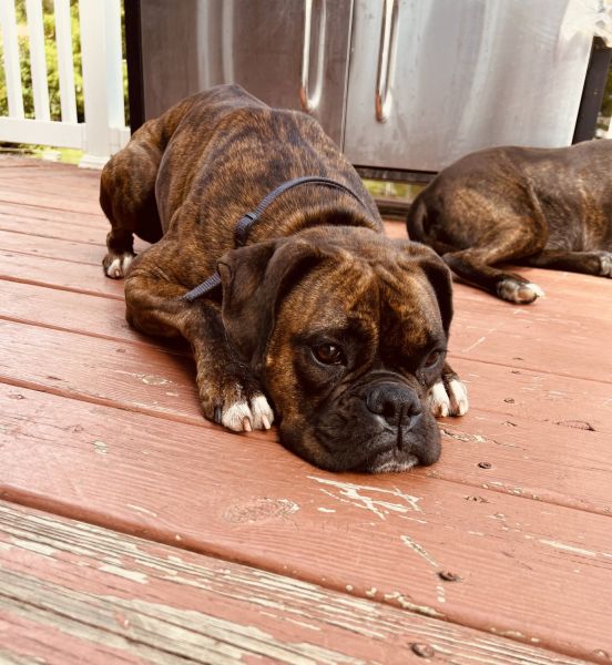 Boxer: Gemi needs a loving home