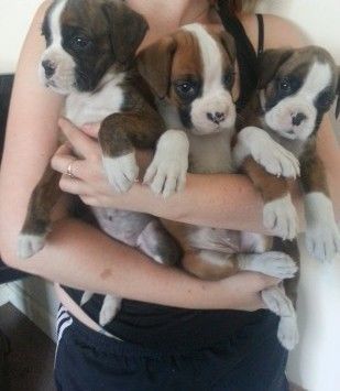 Healthy Purebred Boxer puppies