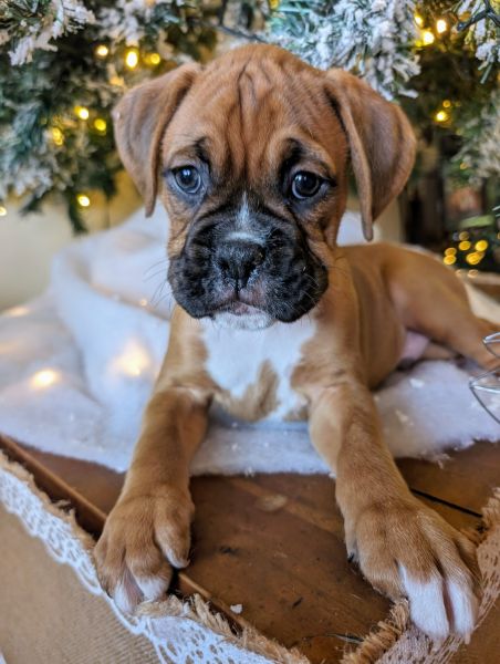 4xgirls 4xboys purebred boxer pups
