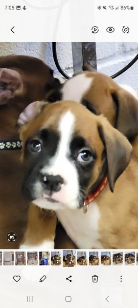 AKC BOXER PUPPIES