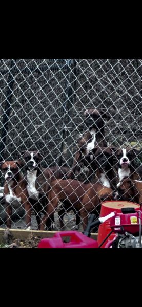 Akc boxer pups