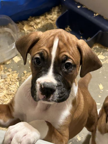 Boxer Puppy