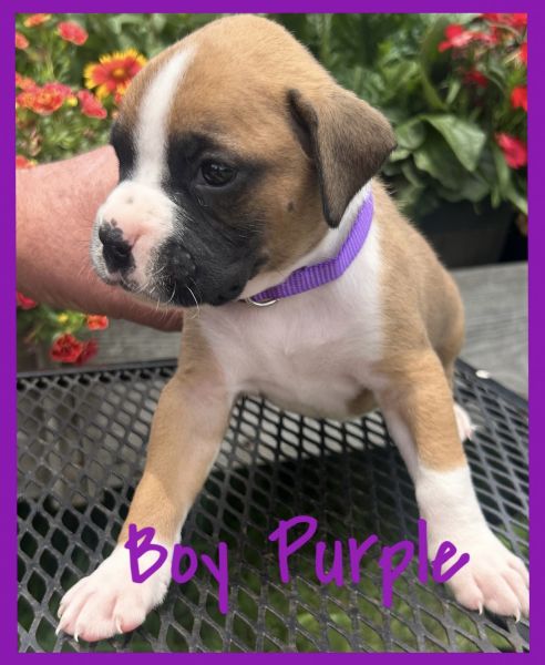 Boxer puppies for sale