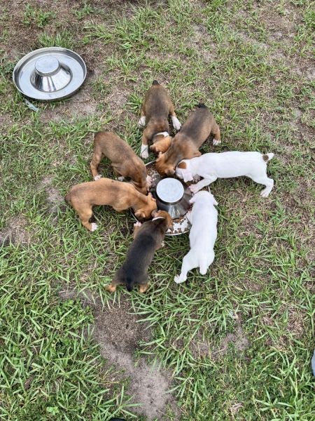 Boxer puppies