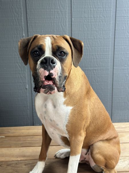 Beautiful male flashy fawn boxer