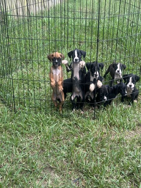 AKC Boxer Puppies