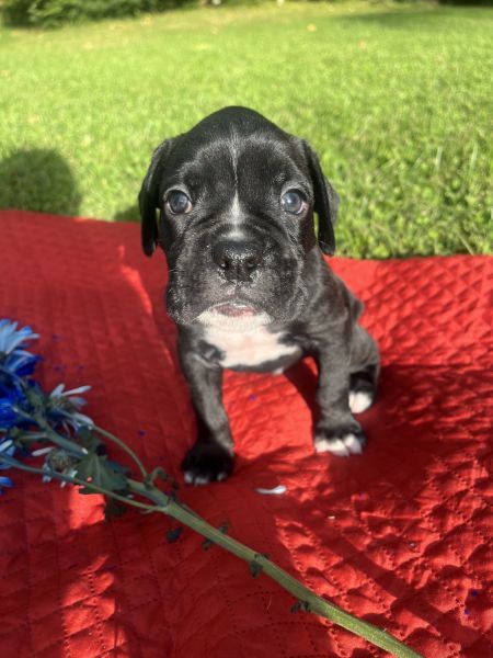 Boxer puppies