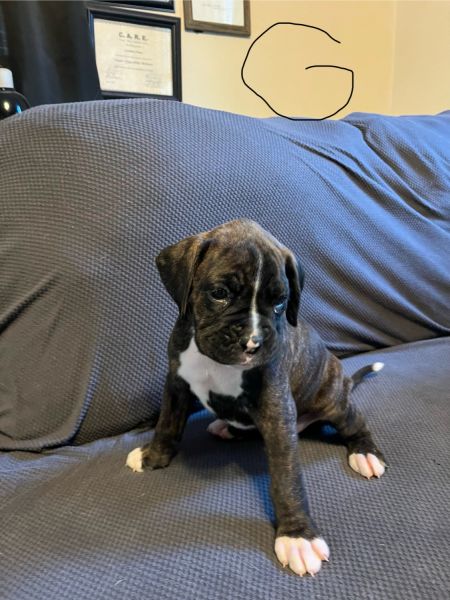 Beautiful,Intelligent,Smart