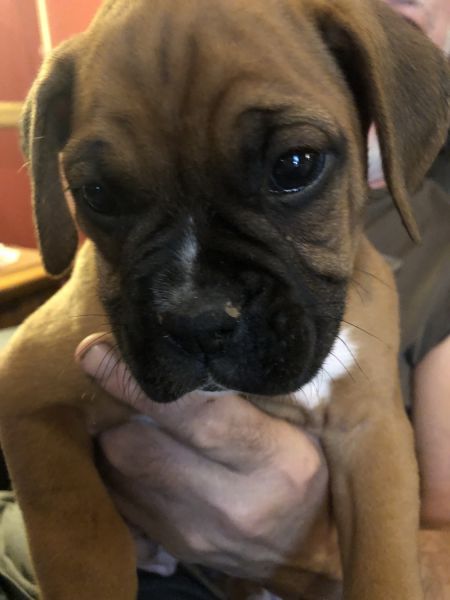 Registered Boxer Puppies