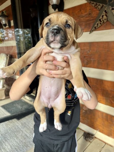 Adorable Puppies for sale! Ready for Christmas!