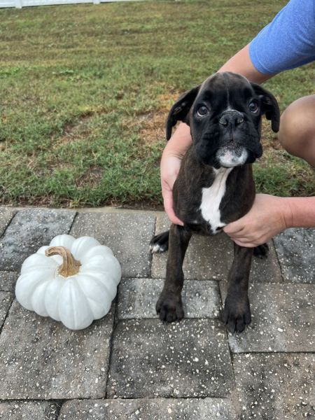 Glen Boxer (European)