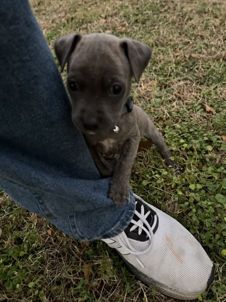 A bully terrier/boxer