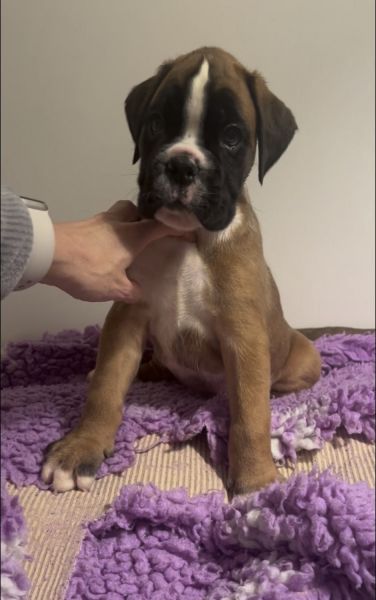 Boxer male puppy