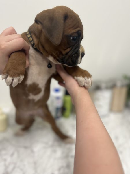 AKC BOXER PUPPIES
