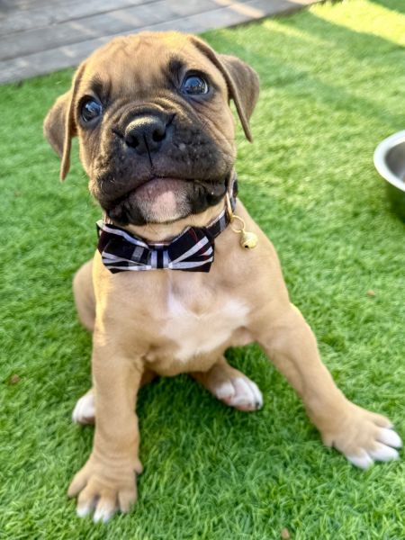 Handsome Baby Boxer Boy
