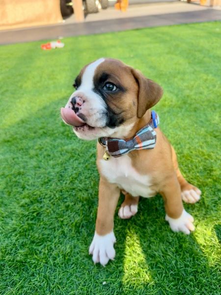 Ready to Fall in Puppy love?