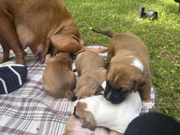 Boxer Puppies for Sale!