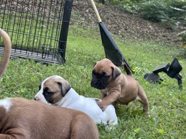 Boxer Puppies
