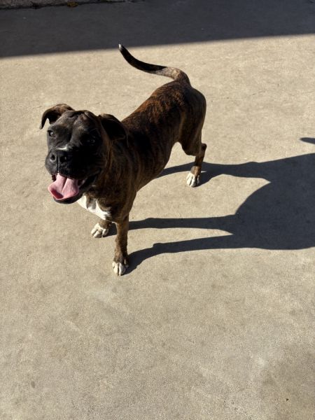 Girl brindle boxer