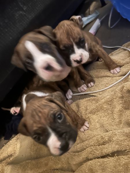 Boxer puppies