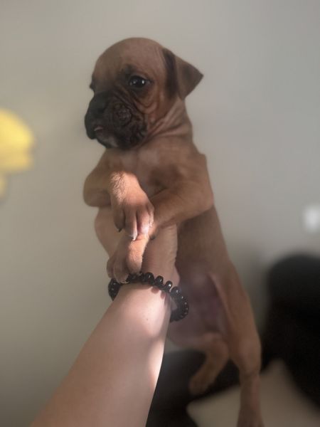 Boxer puppy
