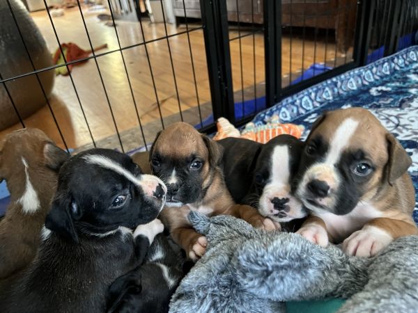 Home Raised Boxer Puppies.