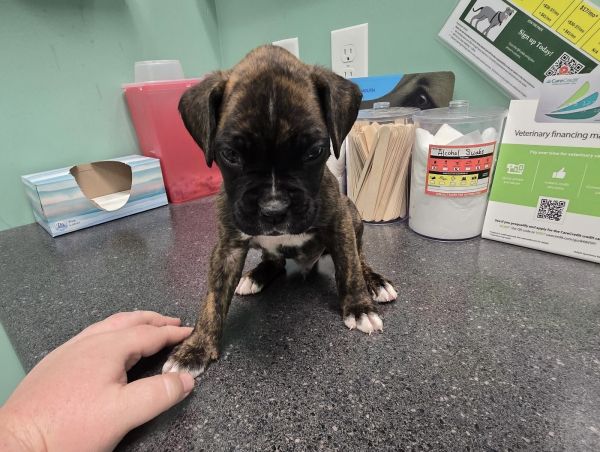 Boxer puppy