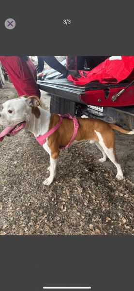 9months old puppy for sale